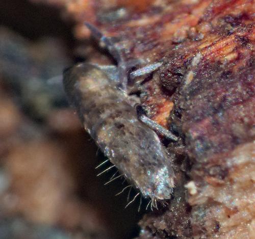 Réf. 317 157 : Lepidocyrtus curvicollis
